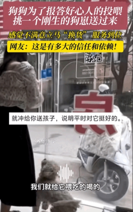 “万物皆有灵！”近日江苏，一女子经常投喂流浪狗，不料小狗生崽之后，竟然叼着一只狗