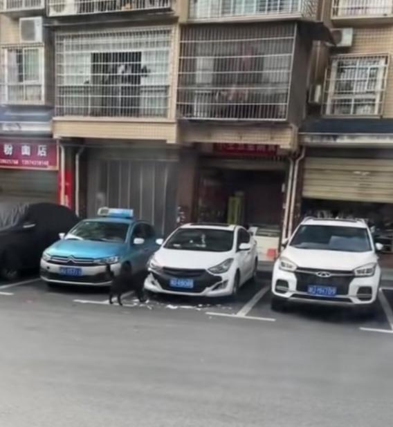 湖南一女子将自己的爱车停在小区楼下的店铺门口的停车位上，没想到却遭到一只黑狗的狂