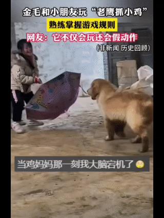 它很懂规则，也很会做假动作！
金毛是最聪明的狗狗了！这不，它和一群孩子玩起了“老