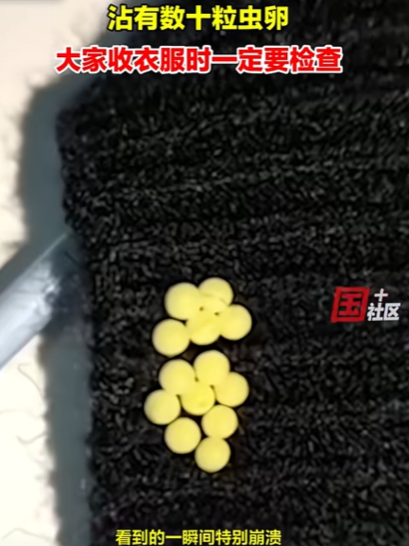 “头皮发麻！”广东，一女子收晾晒的衣服，结果发现衣服上，有13个黄色的不明物体，