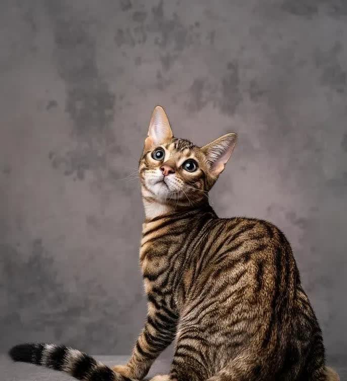 辽宁抚顺，男子花45000元买了只玩具虎母猫，喂养5个月后，他把母猫送去配种。不