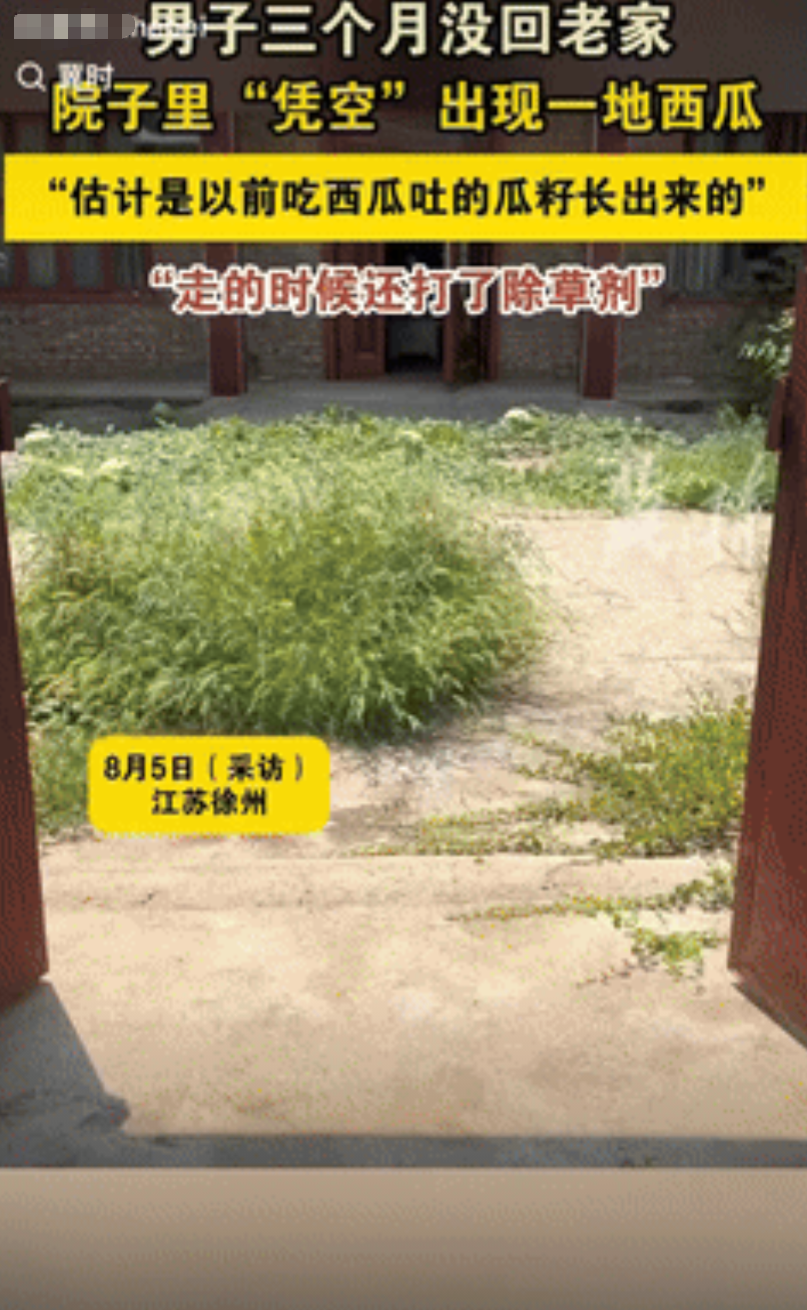 “走大运了！”江苏徐州，一男子时隔3个月回老家后，发现院子里“凭空”出现了一地西