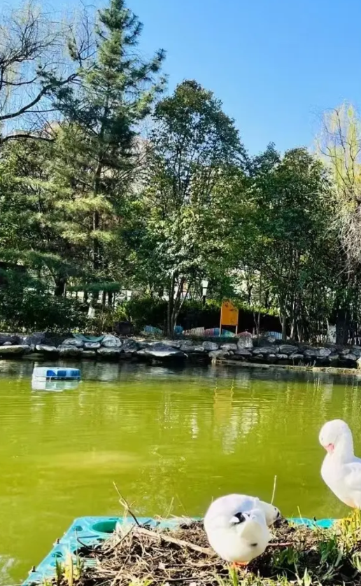 爱人去世后，岳父母仍在我家住了整整八年。当我再婚组建新家庭时，岳父母提出想回老家