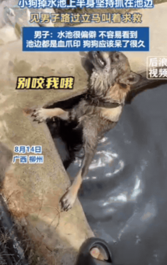 ，小伙下意识转头一看，发现旁边水池边有个狗头露出水面，他赶紧过去查看，这才看到，