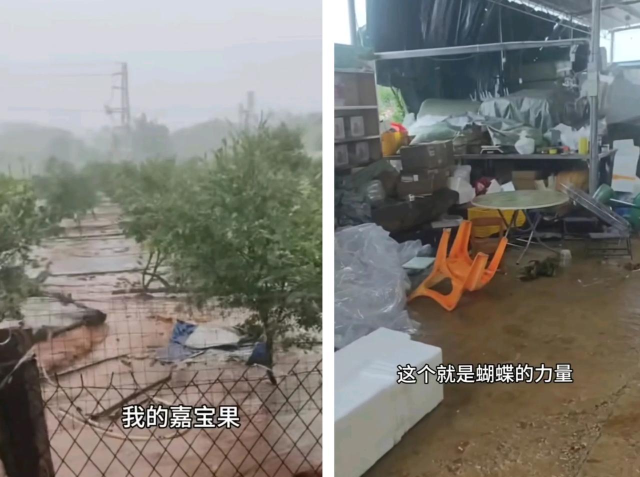怪不得婵宝家房子地基打那么结实
看看婵爸发的蝴蝶台风的狼藉
婵宝果园东倒西歪
真