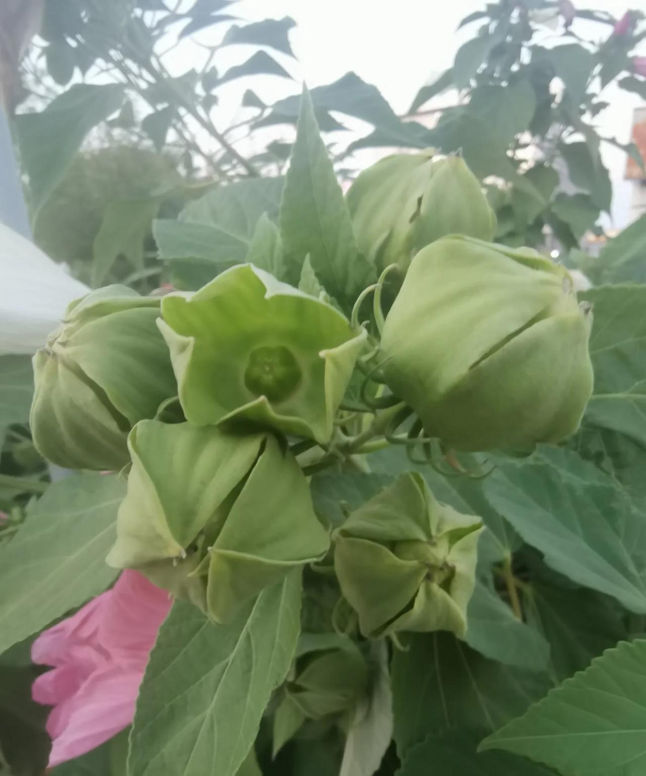 昨天，大龙先生在单位值班，家里就我一个人，我寻思着晚上也没啥事儿，就去超市遛遛，