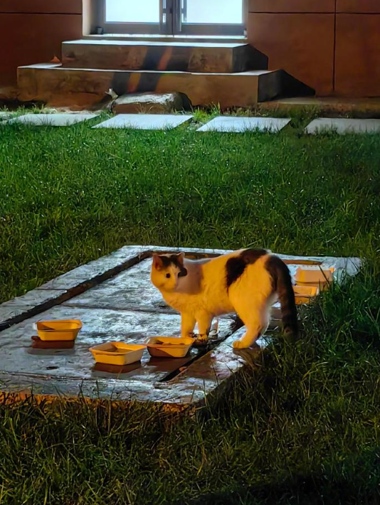 小区流浪猫和它的六菜一汤