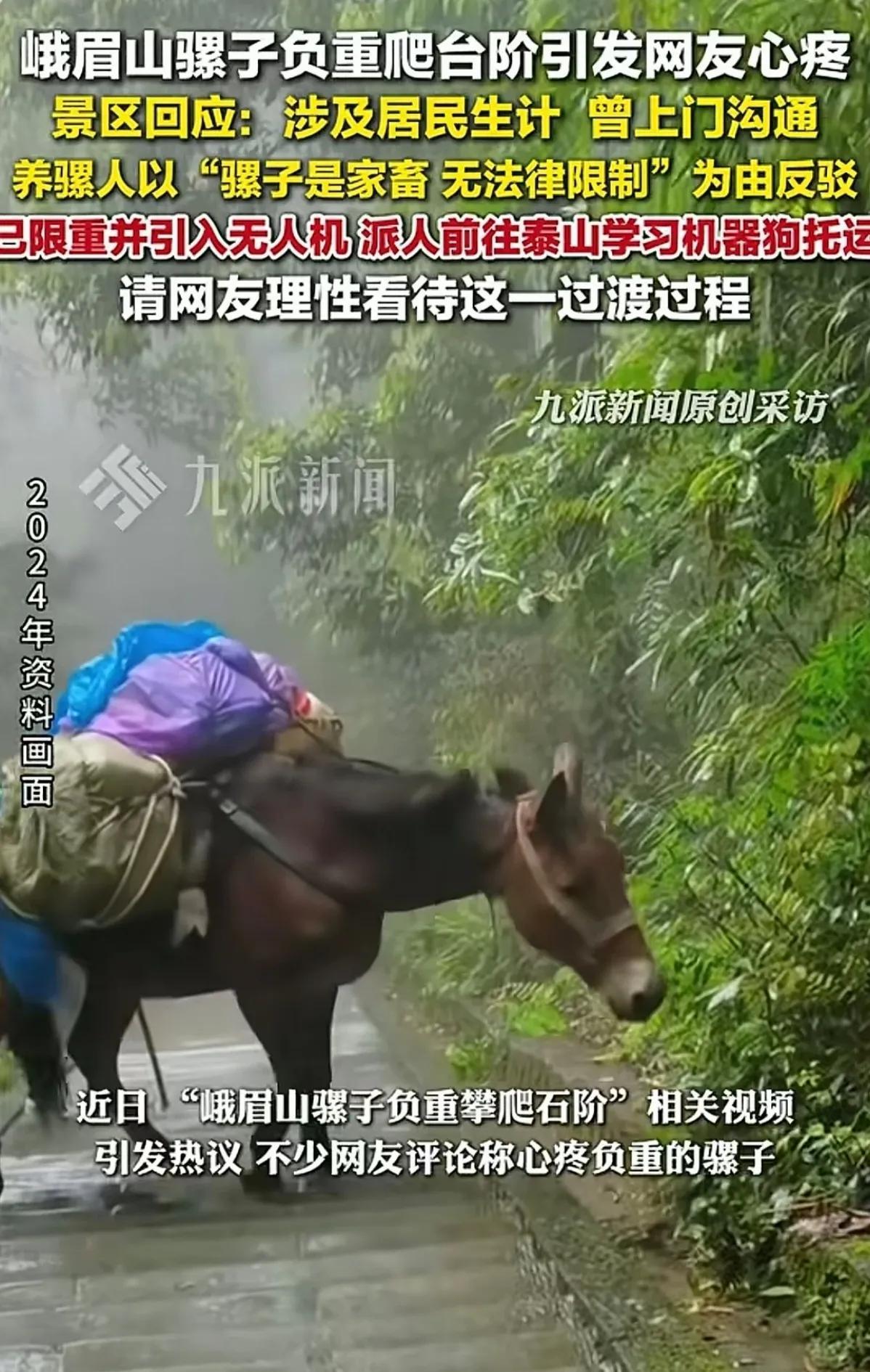 看到峨眉山骡子负重爬台阶感到心疼的“圣母”网友，纯粹是被西方洗脑。
骡子就是用来