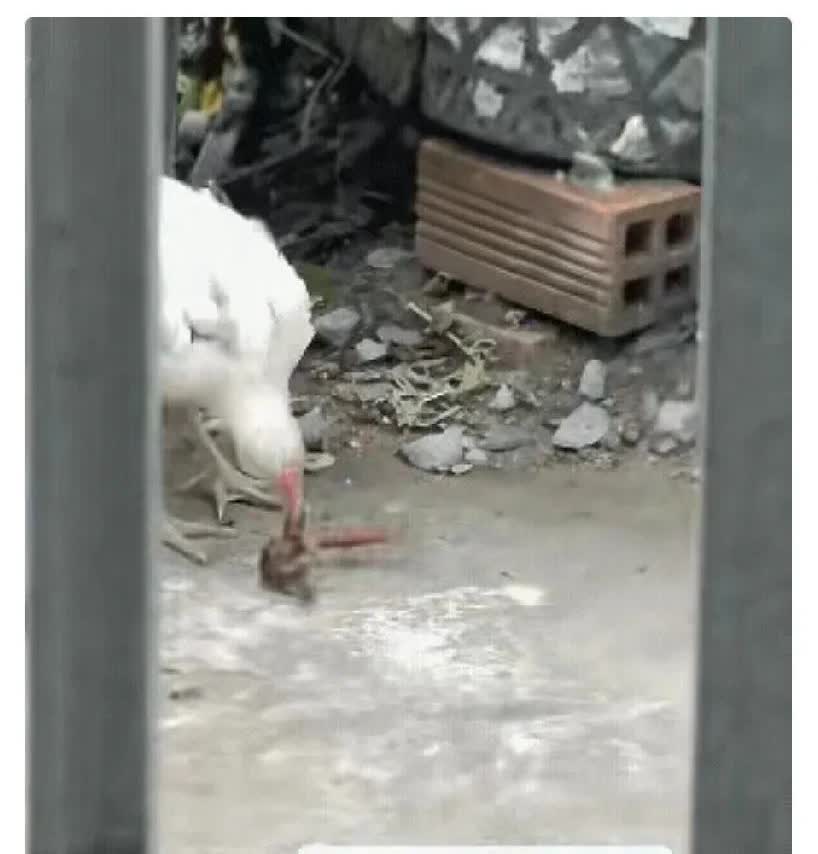 广东一男子发现自家鸡与一条巨大的蜈蚣在打架，于是拍了视频上传到网上，没想到引起网