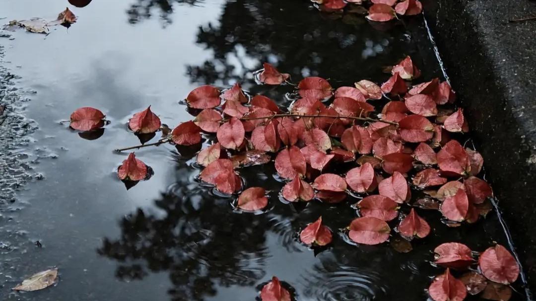 雨后，满地的栾树花怎么拍好看？4个小技巧