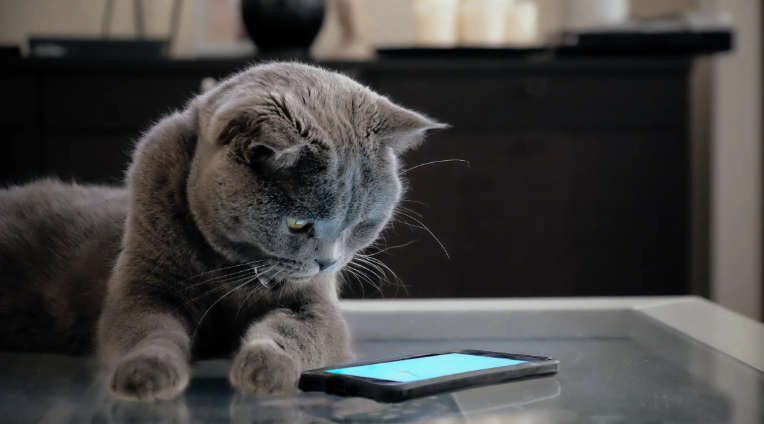 AI 养宠是智商税？用科技让陪伴更科学！