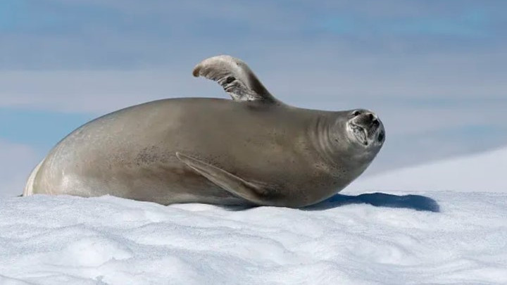 抄底南极尾单🧊旅行社内部的捡漏指南 朝闻旅行 I 南极捡漏