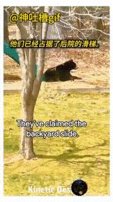 找人类援助的灰熊：灰熊向男人跑过来，原来是为了求救，原来是熊妈妈的孩子被困在树上