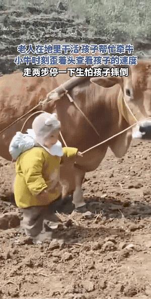 老人、耕牛、幼童，这是一幅和谐、甜美的乡间田园风景。赏心悦目！
有网民说，牛一边