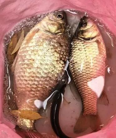20号早晨垂钓收获不多，5.30分两尾鲫鱼入护。气温16度阴天零星小雨点，河边水