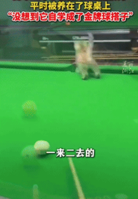 “妥妥的外挂啊！”山东一台球店好心收养一只小猫咪，为防止别人踩上它，特意把它放在