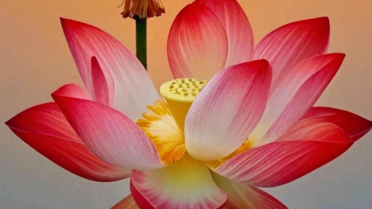 在沉淀中积蓄力量，在逆境中寻找生机，奔赴自己的繁花似锦