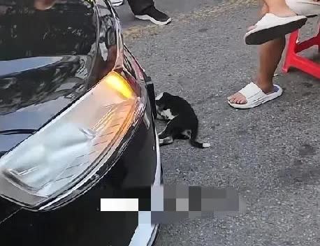7月21日，河北一男子在路上遛狗不拴绳，结果狗被一黑色轿车撞死，男子搬个凳子坐下