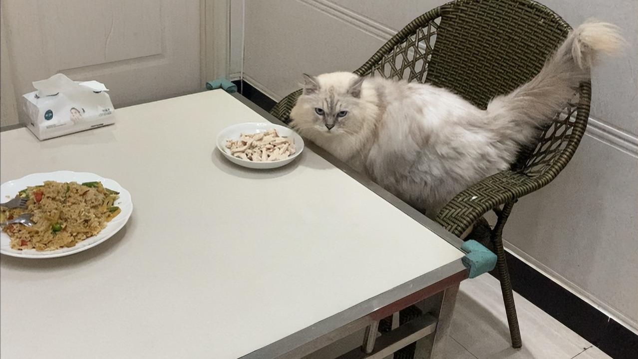 如果猫和人一样，一起吃饭，一起锻炼，会怎么样？
