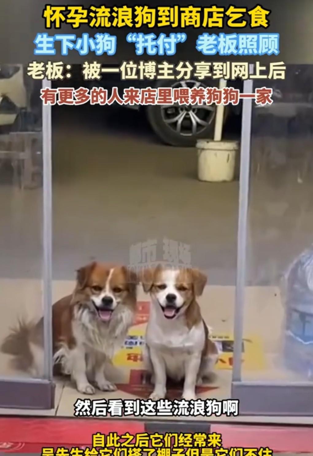 人间有真情，人间有真爱。
9月1日在网上看到这么个消息。
流浪狗到商店乞食，生下