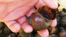 孟加拉用福寿螺壳做粉笔治入侵，我国为啥不跟风？真相很现实