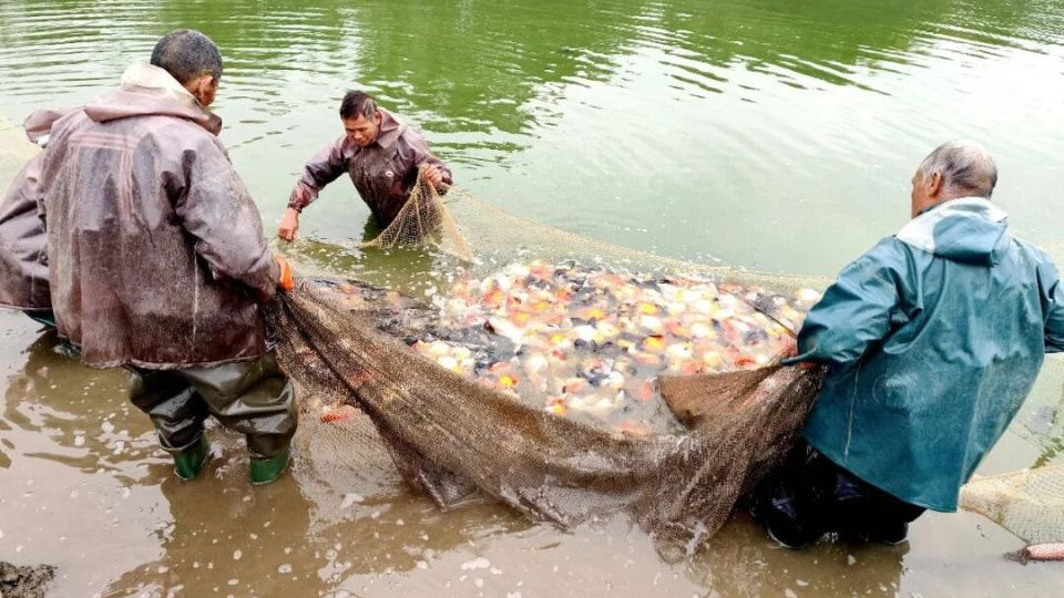 满塘金鱼喜丰收！三坑镇竹楼村特色养殖“养”出好光景