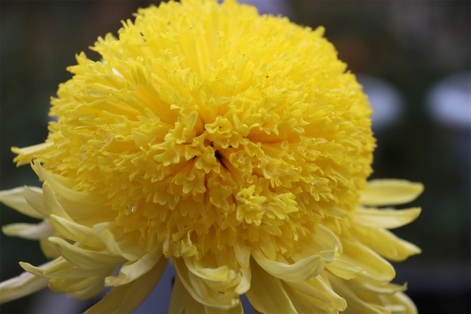 花开不并百花丛，独立疏篱趣未穷。