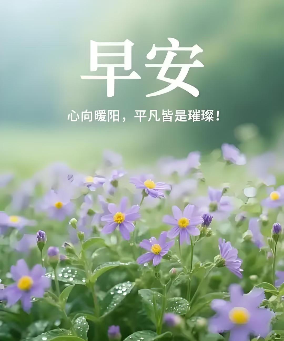 早晨的露珠，就像大自然赐予花朵的精灵。就说清晨的蜀葵花吧，那一颗颗露珠挂在花瓣上