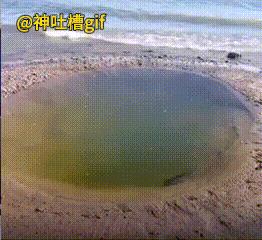 你通过这条鱼学会了什么道理？河边的一条小水塘，里面有一条鱼，游来游去找不到方向，