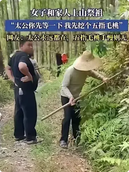 广西一女子上山祭祖，刚摆好祭品，就发现旁边有大片五指毛桃，她立刻跟太公墓碑说：太
