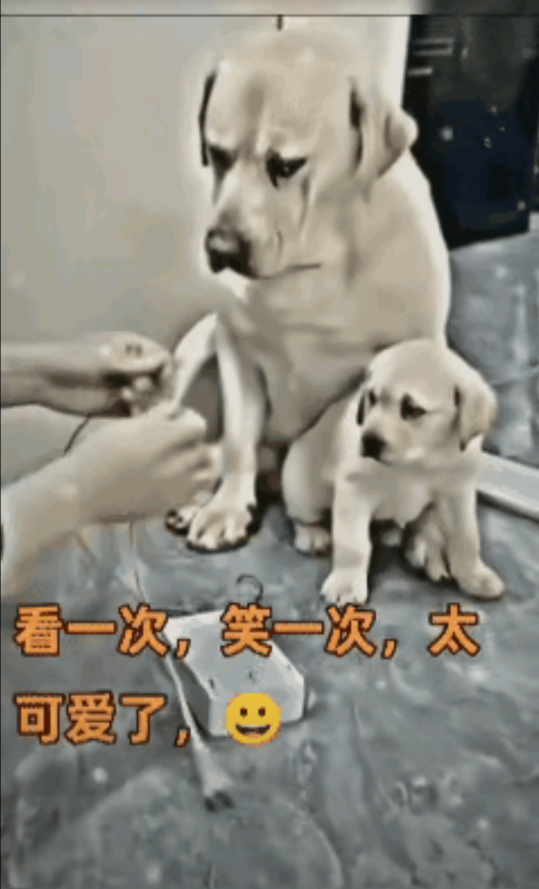 惊呆所有人：狗妈妈拧眉的表情真是绝了[泪奔][泪奔]
客厅里，狗主人拿着狗宝宝咬