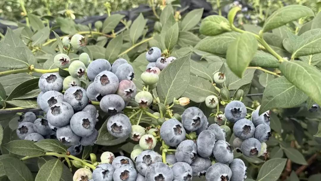 川滇明珠蓝莓基地：跨年度采摘，多元发展为乡村振兴注入强劲动力