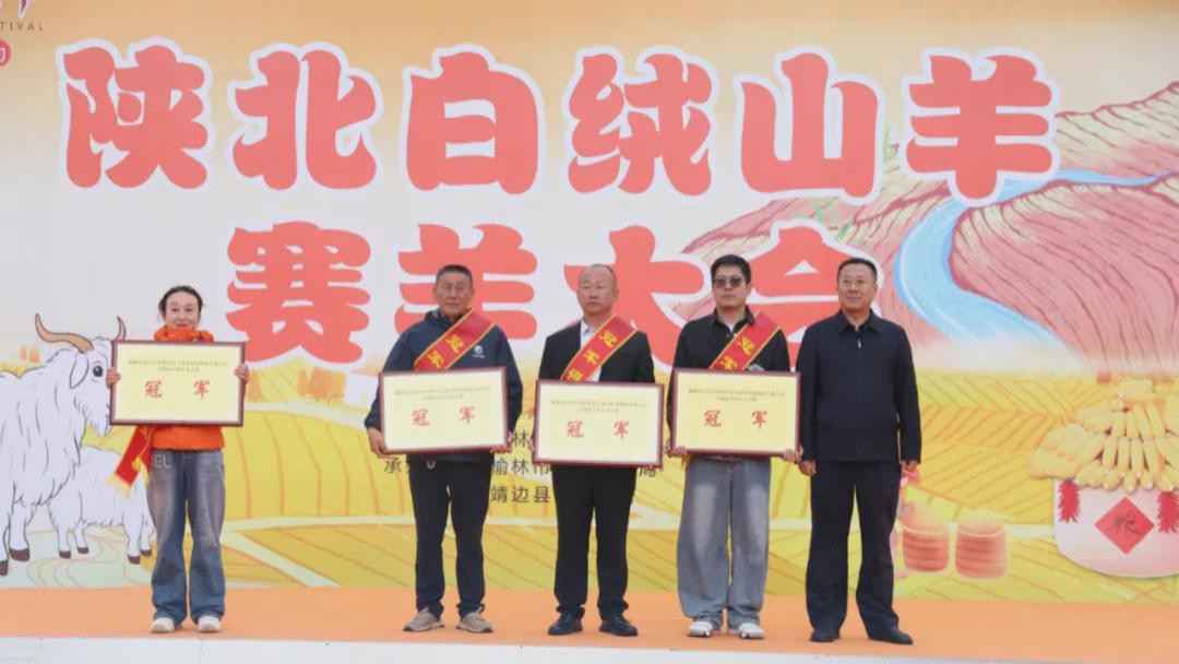 36.8万一只！陕北白绒山羊创下全球拍卖纪录！