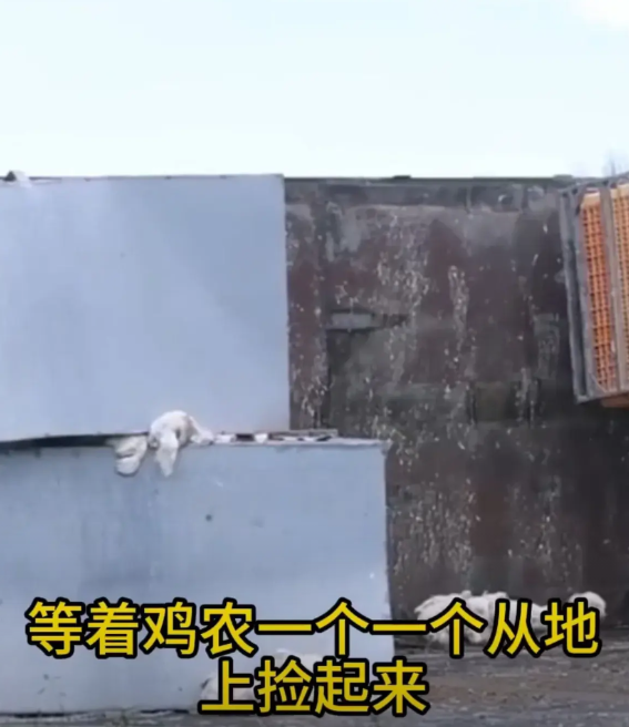 最近在新西兰发生了一件令他们震惊的“趣事”。某屠宰场运鸡车发生了侧翻，很多人来救