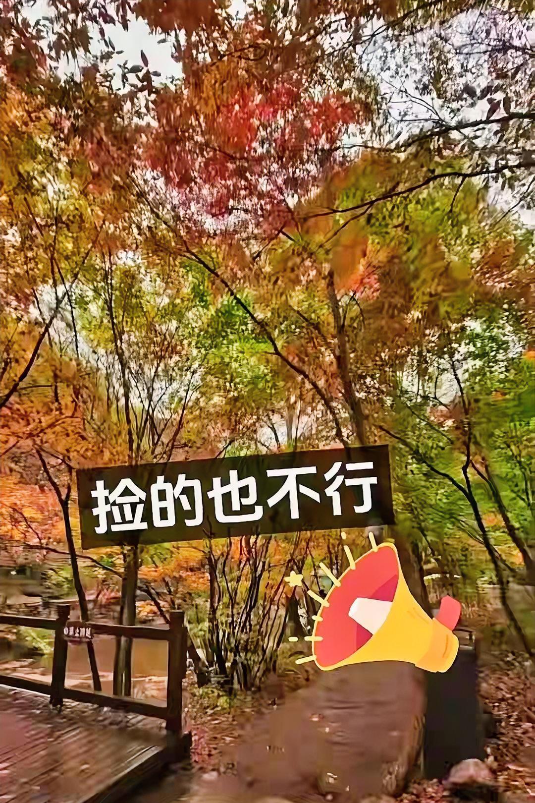辽宁本溪老边沟景区禁止游客采摘、手持甚至捡枫叶，这规定一出来，网友们炸锅了，很多