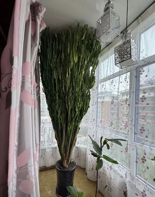 今天到朋友家来串门，他阳台的一颗绿植属实把我给震惊了，这是个什么东西啊?长得也太