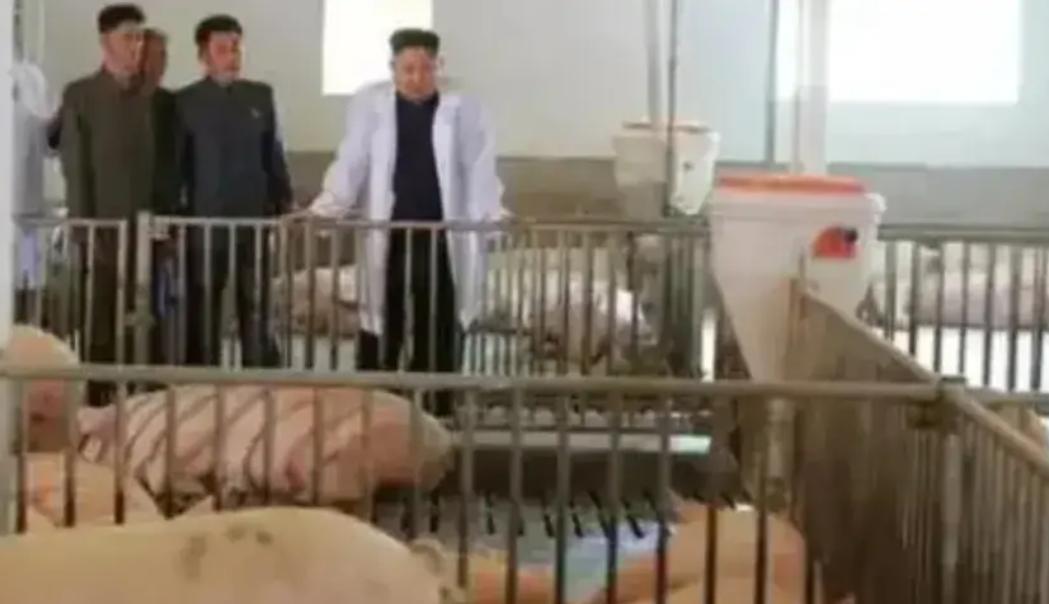 为什么朝鲜人很少吃猪肉呢？
因为猪肉在朝鲜非常稀缺，在朝鲜能吃上猪肉的人“非富即