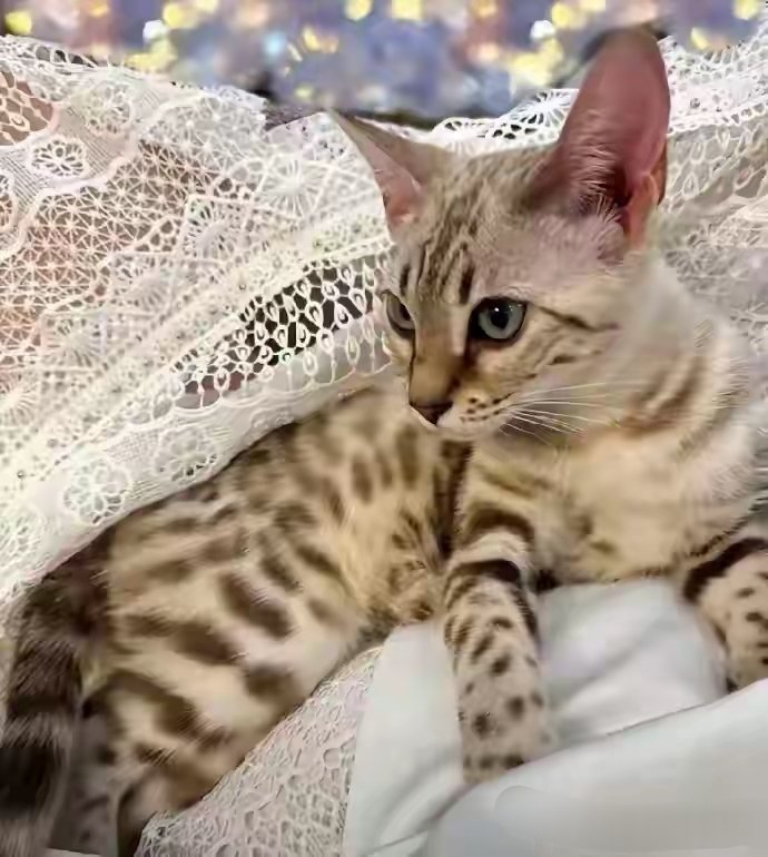 李湘给王诗龄买的孟加拉豹猫，传说身价超过五位数 ​​​