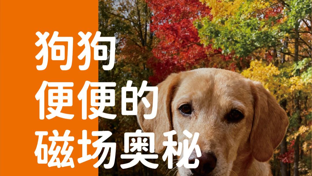 象乡宠物食品 | 狗狗便便的磁场奥秘