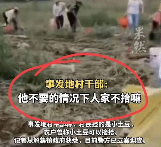 土豆遭百名村民哄抢，农户：抢了四五天，损失十来万，事发村干部：他允许过来的，像这