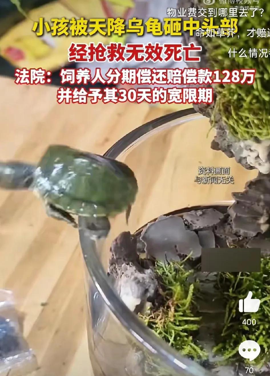 真惨啊，4岁孩子被乌龟砸中后脑勺不幸身亡。
6月9日，韶关市一对夫妻带着4岁的孩