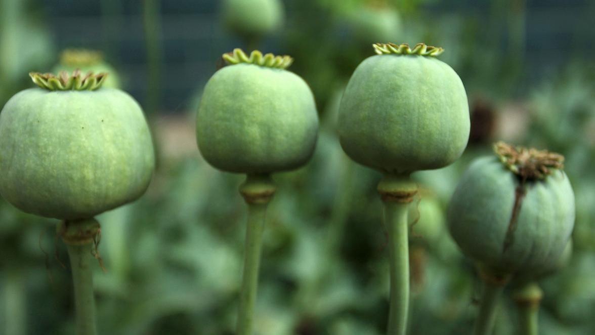 罂粟和蜜罂粟：两种植物，两种命运？