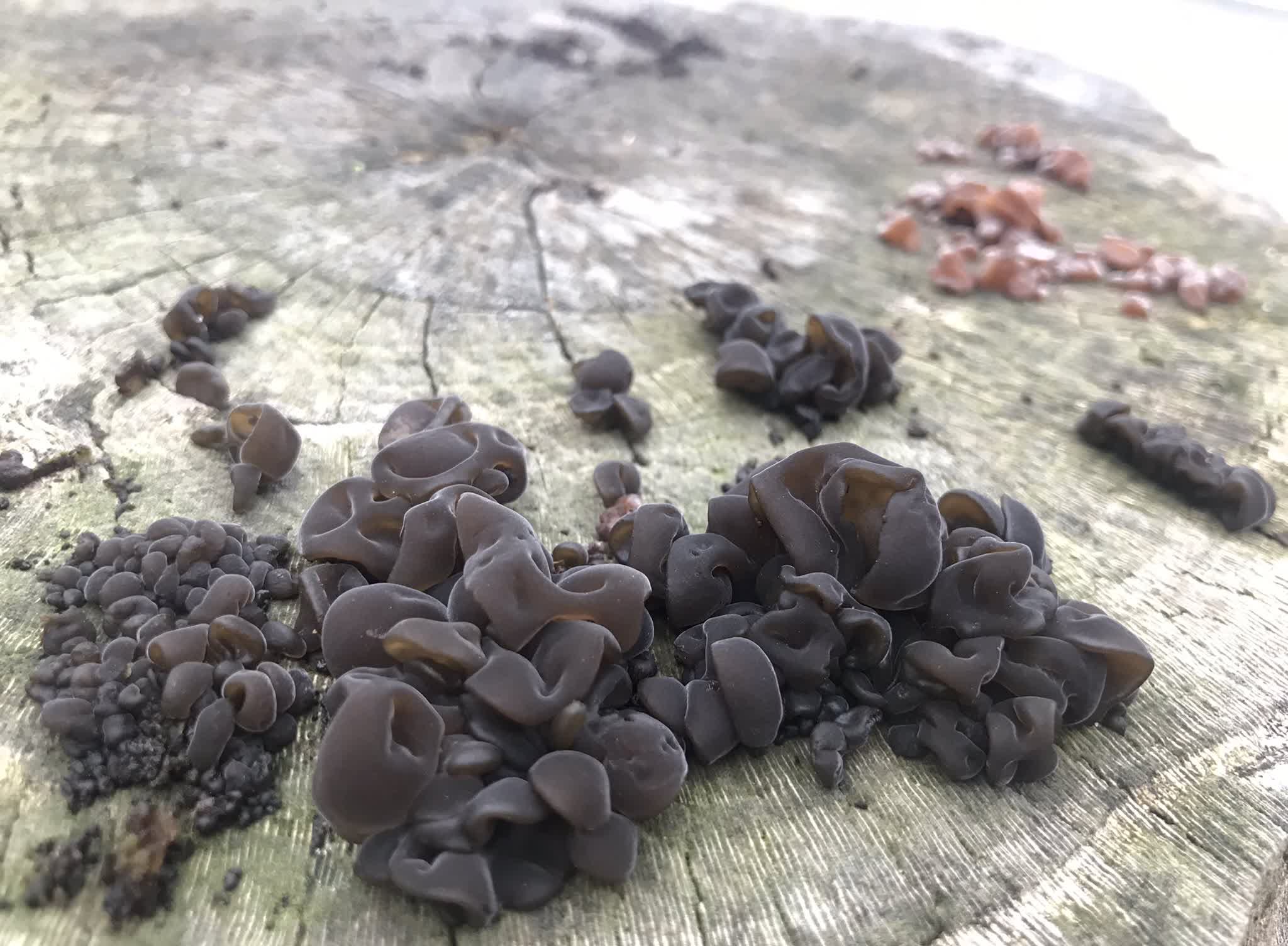 一场大雨之后，木耳慢慢长了出来。