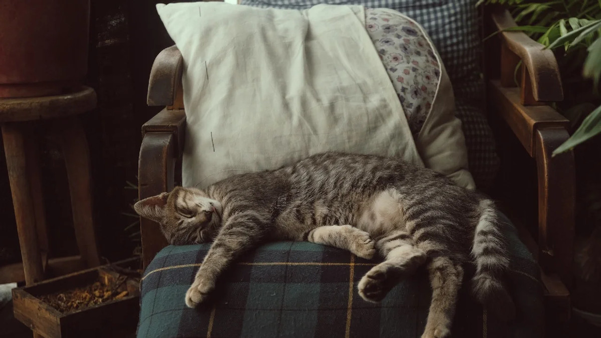 猫粮的品牌怎么选比较好？万人推荐的三款便宜又好的猫粮