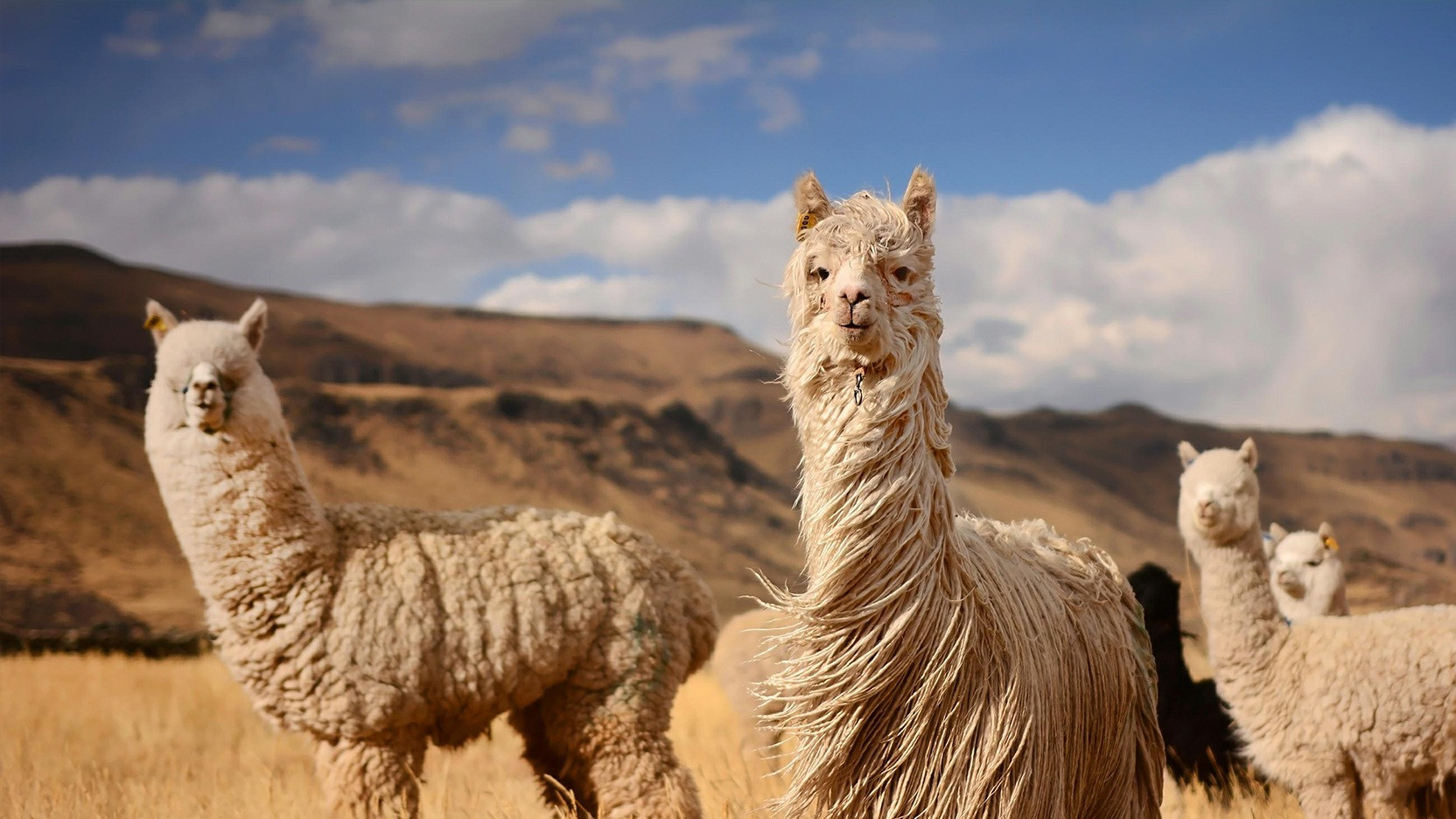 纳米抗体（Nb/VHH）：应用场景拓展与技术发展展望