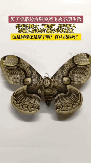 “越想越后悔！”福建，男子去户外活动，偶然一低头看到一个带翅膀的大虫子，虽然看上