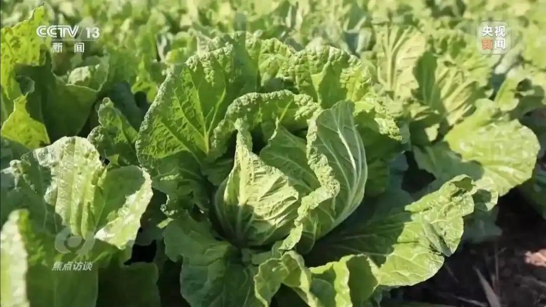 挂羊头卖狗肉！155元一棵白菜和9毛一斤的白菜一样！