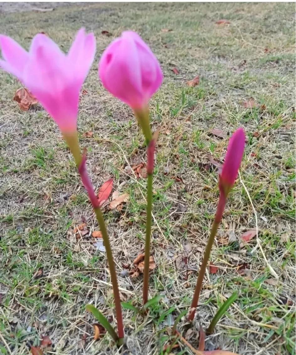 被村外路旁粉粉嫩嫩的花花惊艳了不知道你们在野外有没有见过这种花，反正惊艳我了。