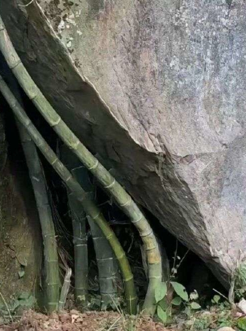 不是多说竹子是宁折不弯吗