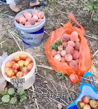 还是太善良了！安徽，3人结伴到桃园偷了60多斤桃子，主人气愤表示，你偷三五斤也就